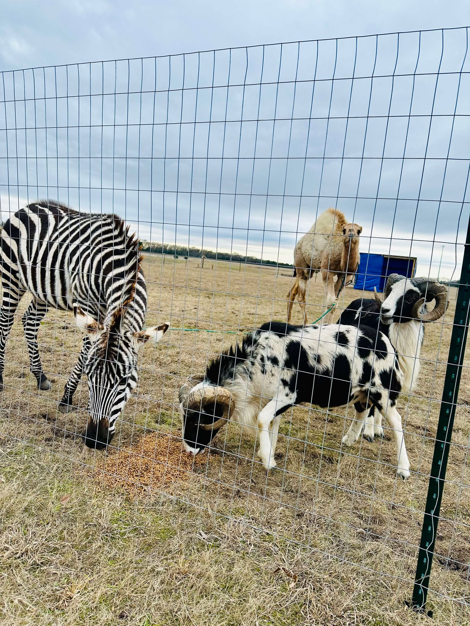 Milele sanctuary wildlife